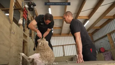 Sam Whitelock Shearing